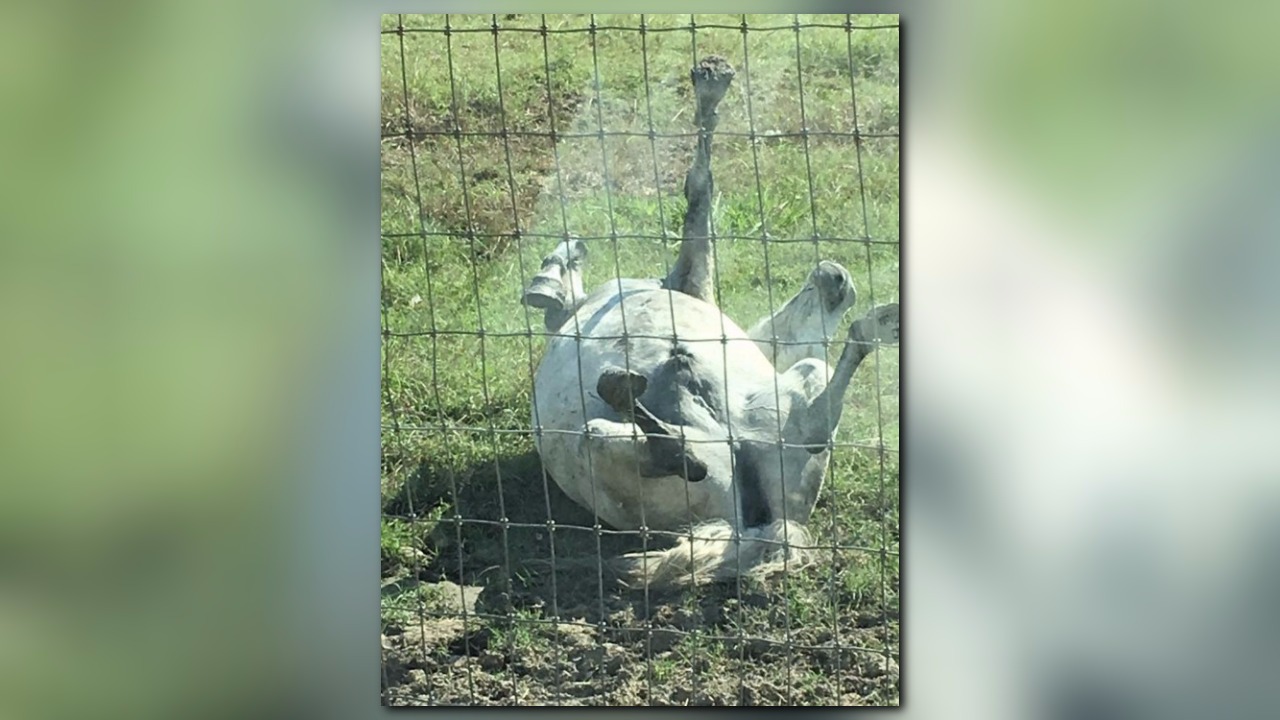 Watch Texas horse plays dead, fools contractor, star